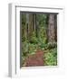 USA, California, Prairie Creek Redwoods State Park, Trail Leads Through Redwood Forest in Spring-John Barger-Framed Photographic Print