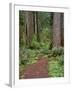 USA, California, Prairie Creek Redwoods State Park, Trail Leads Through Redwood Forest in Spring-John Barger-Framed Photographic Print