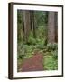 USA, California, Prairie Creek Redwoods State Park, Trail Leads Through Redwood Forest in Spring-John Barger-Framed Photographic Print