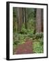 USA, California, Prairie Creek Redwoods State Park, Trail Leads Through Redwood Forest in Spring-John Barger-Framed Photographic Print