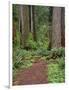 USA, California, Prairie Creek Redwoods State Park, Trail Leads Through Redwood Forest in Spring-John Barger-Framed Photographic Print