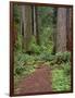 USA, California, Prairie Creek Redwoods State Park, Trail Leads Through Redwood Forest in Spring-John Barger-Framed Photographic Print