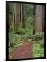 USA, California, Prairie Creek Redwoods State Park, Trail Leads Through Redwood Forest in Spring-John Barger-Framed Photographic Print