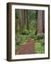 USA, California, Prairie Creek Redwoods State Park, Trail Leads Through Redwood Forest in Spring-John Barger-Framed Photographic Print