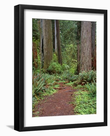 USA, California, Prairie Creek Redwoods State Park, Trail Leads Through Redwood Forest in Spring-John Barger-Framed Photographic Print