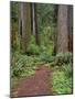 USA, California, Prairie Creek Redwoods State Park, Trail Leads Through Redwood Forest in Spring-John Barger-Mounted Photographic Print
