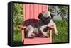 USA, California. Pug puppy slouching on a little red lawn chair.-Zandria Muench Beraldo-Framed Stretched Canvas