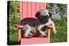 USA, California. Pug puppy slouching on a little red lawn chair.-Zandria Muench Beraldo-Stretched Canvas