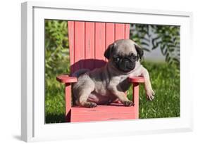 USA, California. Pug puppy slouching on a little red lawn chair.-Zandria Muench Beraldo-Framed Photographic Print