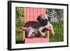 USA, California. Pug puppy slouching on a little red lawn chair.-Zandria Muench Beraldo-Framed Photographic Print