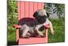 USA, California. Pug puppy slouching on a little red lawn chair.-Zandria Muench Beraldo-Mounted Photographic Print