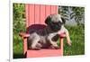 USA, California. Pug puppy slouching on a little red lawn chair.-Zandria Muench Beraldo-Framed Photographic Print