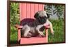 USA, California. Pug puppy slouching on a little red lawn chair.-Zandria Muench Beraldo-Framed Photographic Print