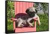 USA, California. Pug puppy slouching on a little red lawn chair.-Zandria Muench Beraldo-Framed Stretched Canvas