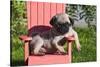 USA, California. Pug puppy slouching on a little red lawn chair.-Zandria Muench Beraldo-Stretched Canvas