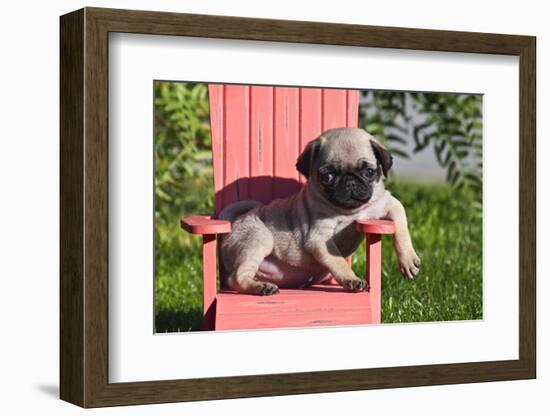 USA, California. Pug puppy slouching on a little red lawn chair.-Zandria Muench Beraldo-Framed Photographic Print