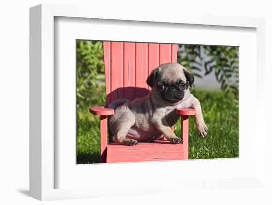 USA, California. Pug puppy slouching on a little red lawn chair.-Zandria Muench Beraldo-Framed Photographic Print