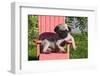 USA, California. Pug puppy slouching on a little red lawn chair.-Zandria Muench Beraldo-Framed Photographic Print