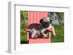 USA, California. Pug puppy slouching on a little red lawn chair.-Zandria Muench Beraldo-Framed Photographic Print