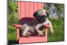 USA, California. Pug puppy slouching on a little red lawn chair.-Zandria Muench Beraldo-Mounted Photographic Print