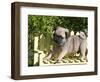 USA, California. Pug puppy standing on yellow bench.-Zandria Muench Beraldo-Framed Photographic Print