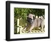 USA, California. Pug puppy standing on yellow bench.-Zandria Muench Beraldo-Framed Photographic Print