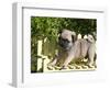 USA, California. Pug puppy standing on yellow bench.-Zandria Muench Beraldo-Framed Photographic Print