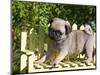 USA, California. Pug puppy standing on yellow bench.-Zandria Muench Beraldo-Mounted Photographic Print