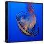 Usa, California. Purple striped jellyfish glides gracefully at the Monterey Aquarium.-Betty Sederquist-Framed Stretched Canvas