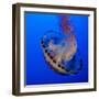 Usa, California. Purple striped jellyfish glides gracefully at the Monterey Aquarium.-Betty Sederquist-Framed Photographic Print