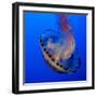 Usa, California. Purple striped jellyfish glides gracefully at the Monterey Aquarium.-Betty Sederquist-Framed Photographic Print