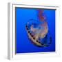 Usa, California. Purple striped jellyfish glides gracefully at the Monterey Aquarium.-Betty Sederquist-Framed Photographic Print