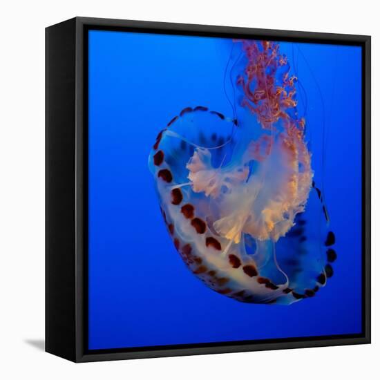 Usa, California. Purple striped jellyfish glides gracefully at the Monterey Aquarium.-Betty Sederquist-Framed Stretched Canvas