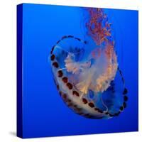 Usa, California. Purple striped jellyfish glides gracefully at the Monterey Aquarium.-Betty Sederquist-Stretched Canvas