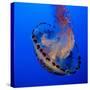 Usa, California. Purple striped jellyfish glides gracefully at the Monterey Aquarium.-Betty Sederquist-Stretched Canvas