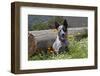 USA, California. Queensland Healer sitting among flowers.-Zandria Muench Beraldo-Framed Photographic Print