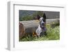 USA, California. Queensland Healer sitting among flowers.-Zandria Muench Beraldo-Framed Photographic Print