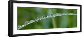 Usa, California. Raindrops crowd this grass blade in Lotus, California.-Betty Sederquist-Framed Photographic Print
