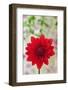 USA, California. Red dahlia close-up.-Jaynes Gallery-Framed Photographic Print