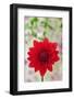 USA, California. Red dahlia close-up.-Jaynes Gallery-Framed Photographic Print