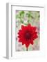 USA, California. Red dahlia close-up.-Jaynes Gallery-Framed Photographic Print