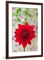 USA, California. Red dahlia close-up.-Jaynes Gallery-Framed Premium Photographic Print