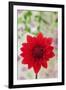 USA, California. Red dahlia close-up.-Jaynes Gallery-Framed Premium Photographic Print