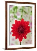 USA, California. Red dahlia close-up.-Jaynes Gallery-Framed Premium Photographic Print