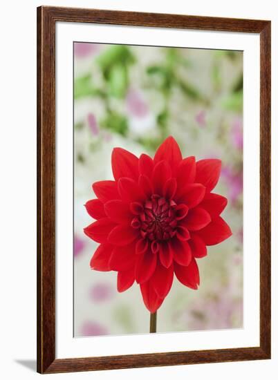 USA, California. Red dahlia close-up.-Jaynes Gallery-Framed Premium Photographic Print