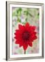 USA, California. Red dahlia close-up.-Jaynes Gallery-Framed Premium Photographic Print