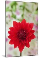 USA, California. Red dahlia close-up.-Jaynes Gallery-Mounted Premium Photographic Print