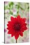 USA, California. Red dahlia close-up.-Jaynes Gallery-Stretched Canvas