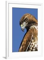 USA, California. Red-shouldered hawk portrait.-Jaynes Gallery-Framed Premium Photographic Print