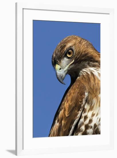 USA, California. Red-shouldered hawk portrait.-Jaynes Gallery-Framed Premium Photographic Print